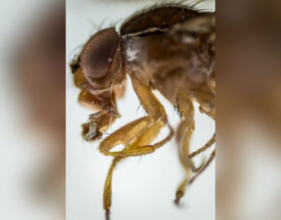 Epagri identifica nova praga de frutíferas em Santa Catarina