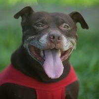 Governo de SC assina decreto que veta Pit Bulls em locais públicos