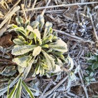 Frio intenso avança sobre Santa Catarina a partir de hoje