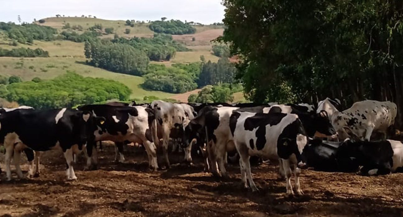 Santa Catarina renova medida para proteger indústria leiteira