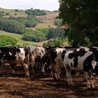 Santa Catarina renova medida para proteger indústria leiteira