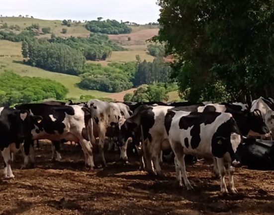 Santa Catarina renova medida para proteger indústria leiteira