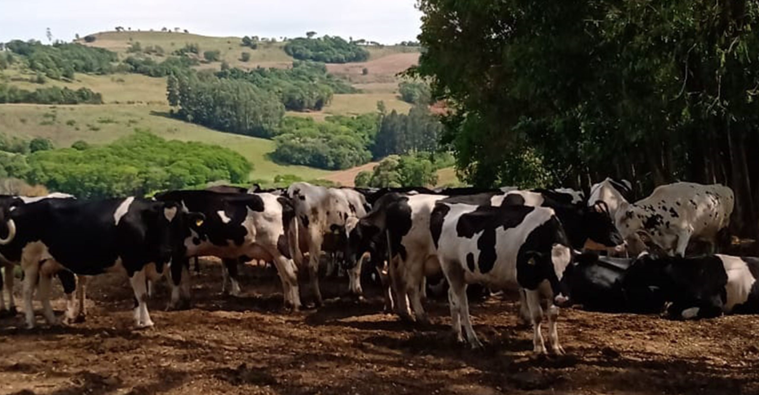 Santa Catarina renova medida para proteger indústria leiteira