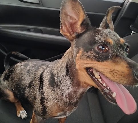 São Domingos terá nova campanha de castração de cães e gatos