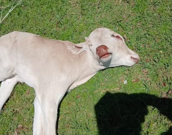 Foto Divulgação Oeste Mais