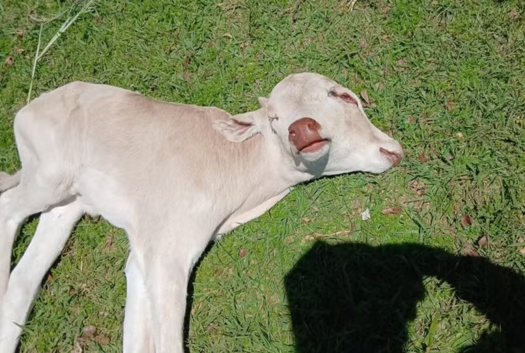 Foto Divulgação Oeste Mais