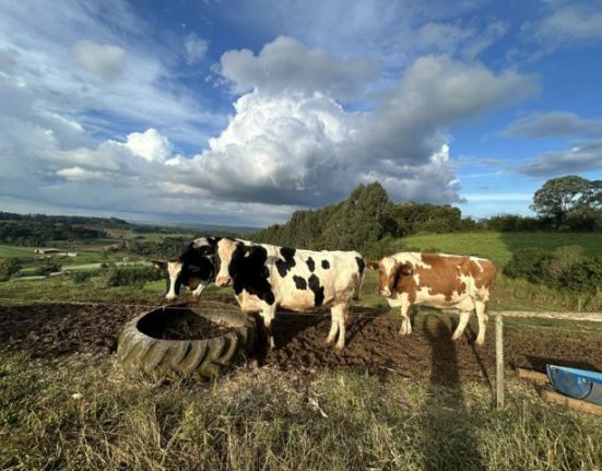 Foto Aires Mariga / Epagri