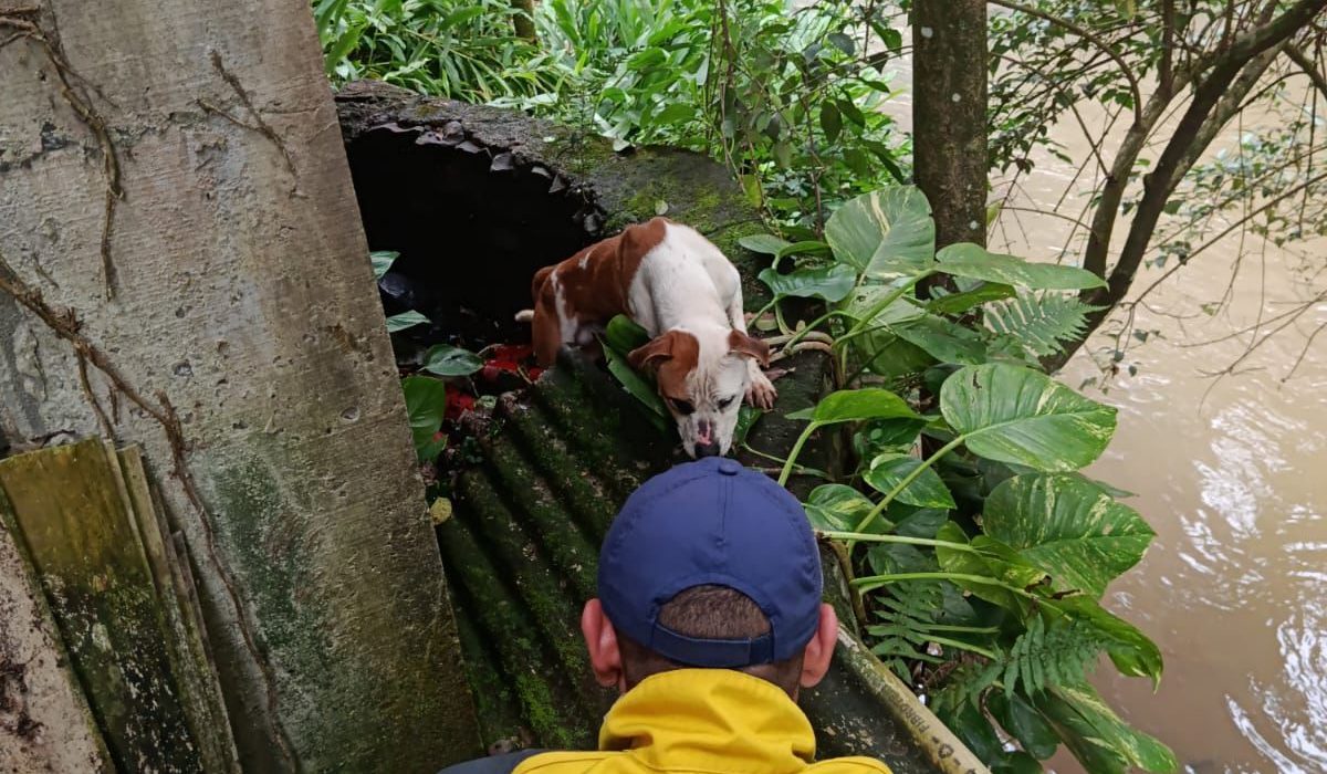 Bombeiros resgatam cachorro ilhado às margens do rio em Seara