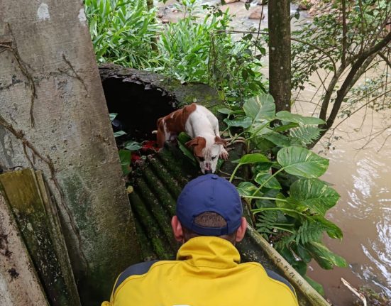 Bombeiros resgatam cachorro ilhado às margens do rio em Seara