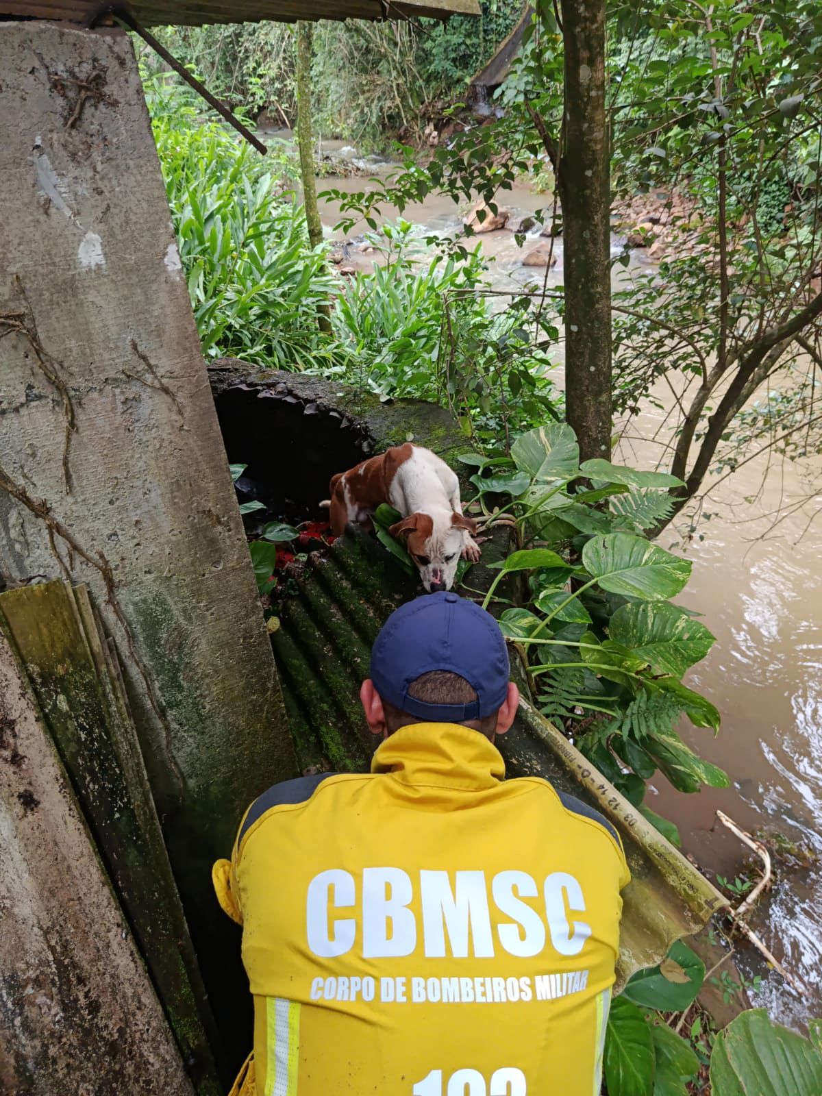 Bombeiros resgatam cachorro ilhado às margens do rio em Seara