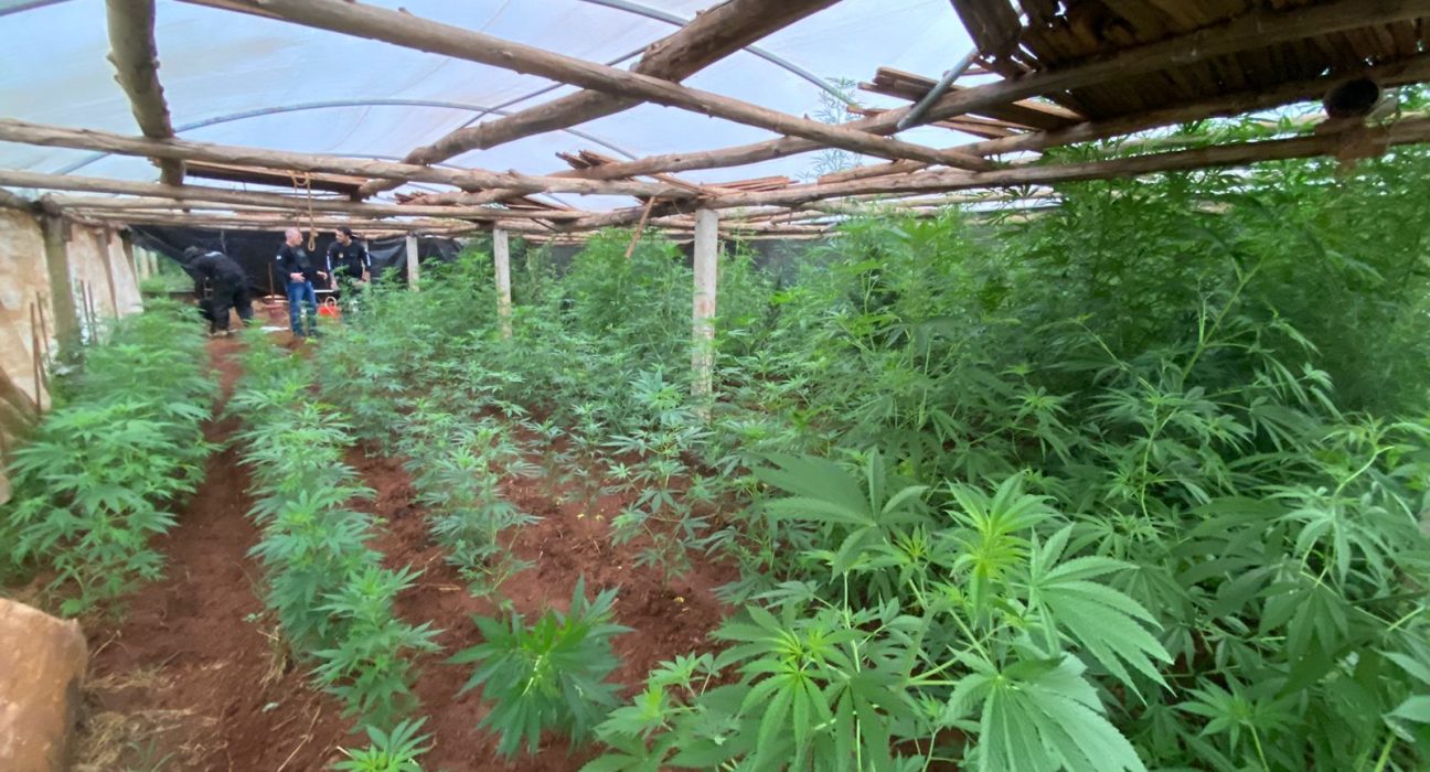 Polícia Civil descobre plantação clandestina de maconha em Abelardo Luz