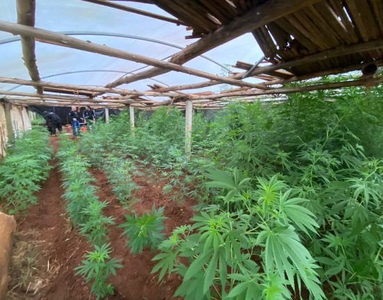 Polícia Civil descobre plantação clandestina de maconha em Abelardo Luz
