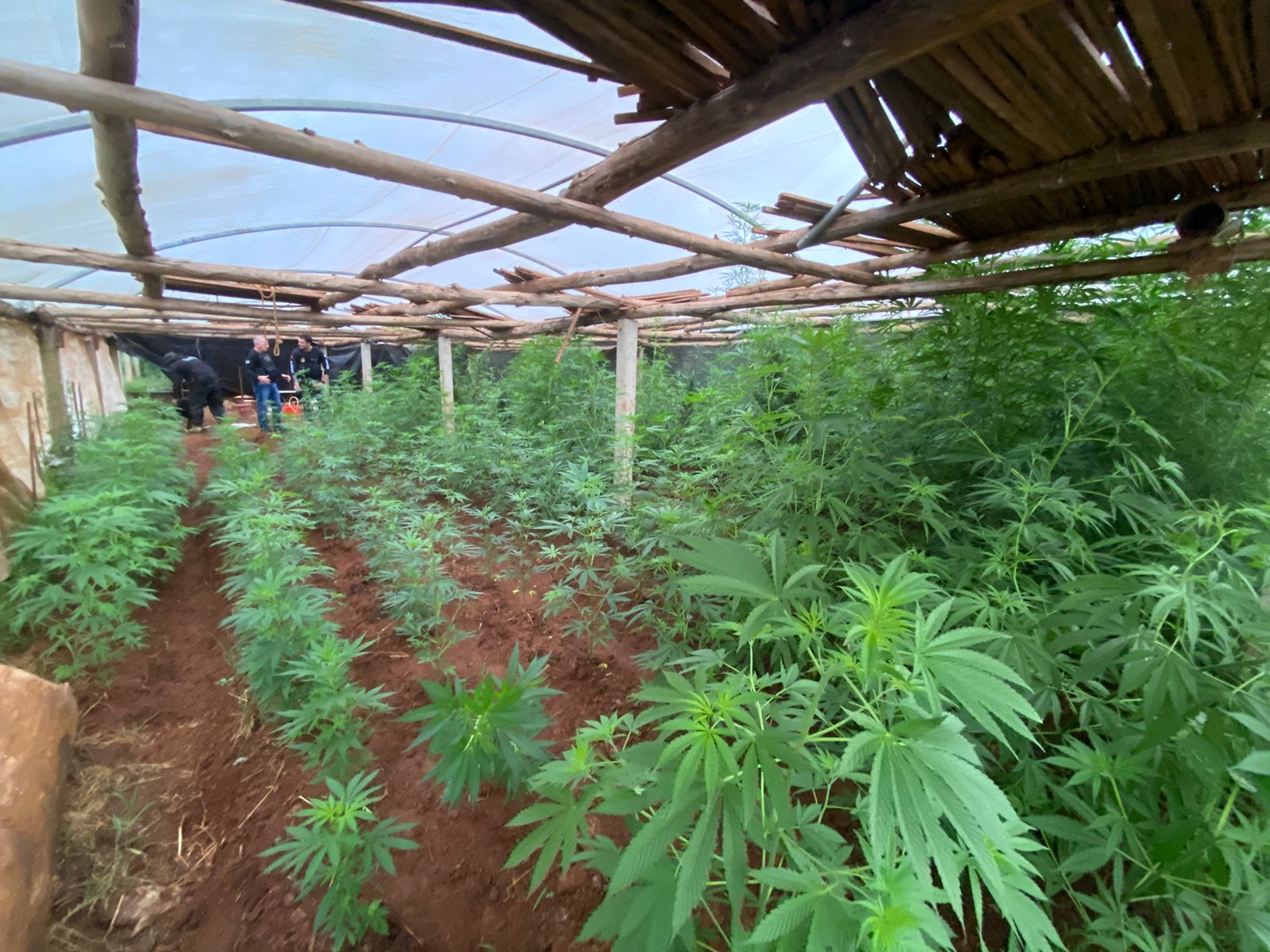 Polícia Civil descobre plantação clandestina de maconha em Abelardo Luz