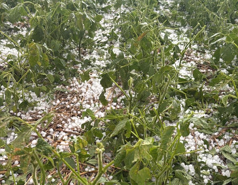 Temporal com granizo causa estragos em lavouras no interior de São Domingos