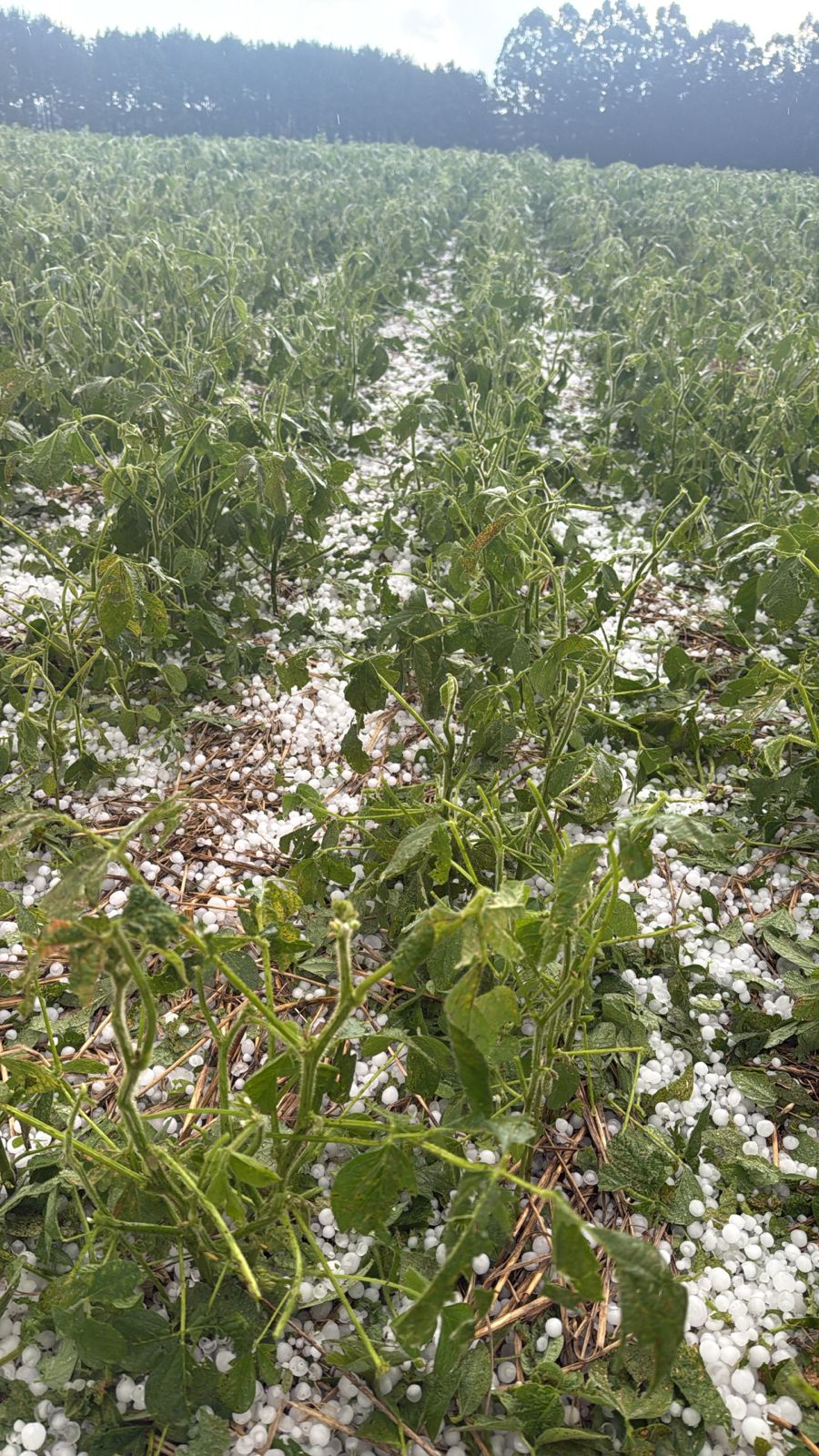 Temporal com granizo causa estragos em lavouras no interior de São Domingos