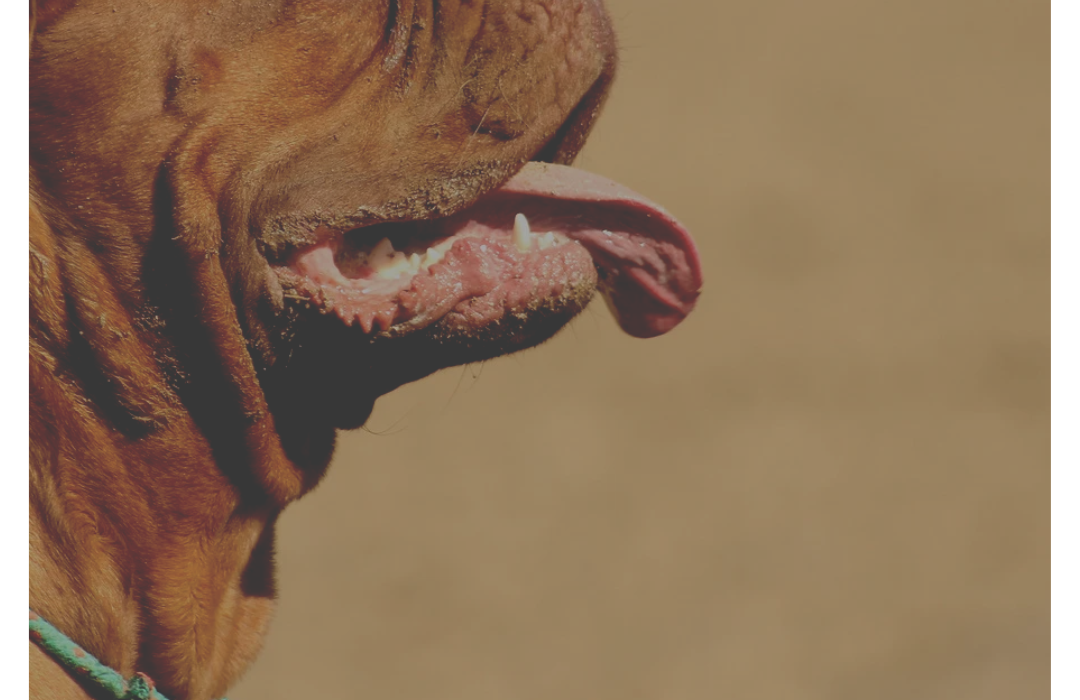 Pitbull é morto após ataque a idosa em Xanxerê