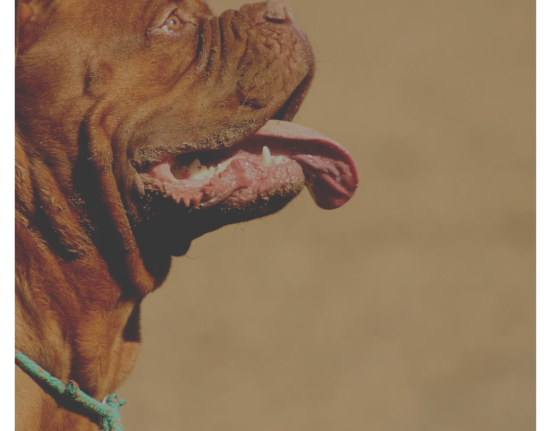 Pitbull é morto após ataque a idosa em Xanxerê