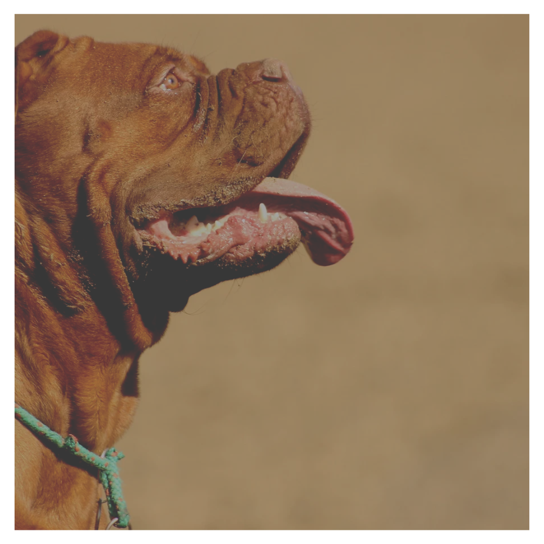 Pitbull é morto após ataque a idosa em Xanxerê