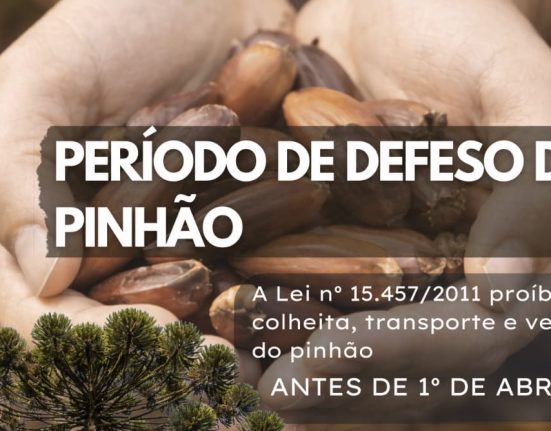 Polícia Militar Ambiental alerta para período de defeso do pinhão em Santa Catarina