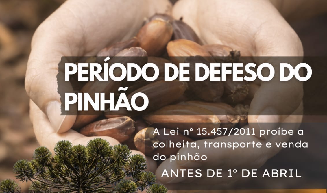 Polícia Militar Ambiental alerta para período de defeso do pinhão em Santa Catarina