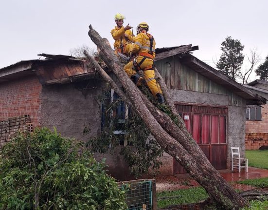 Bombeiros removem árvore que caiu em casa em São Domingos