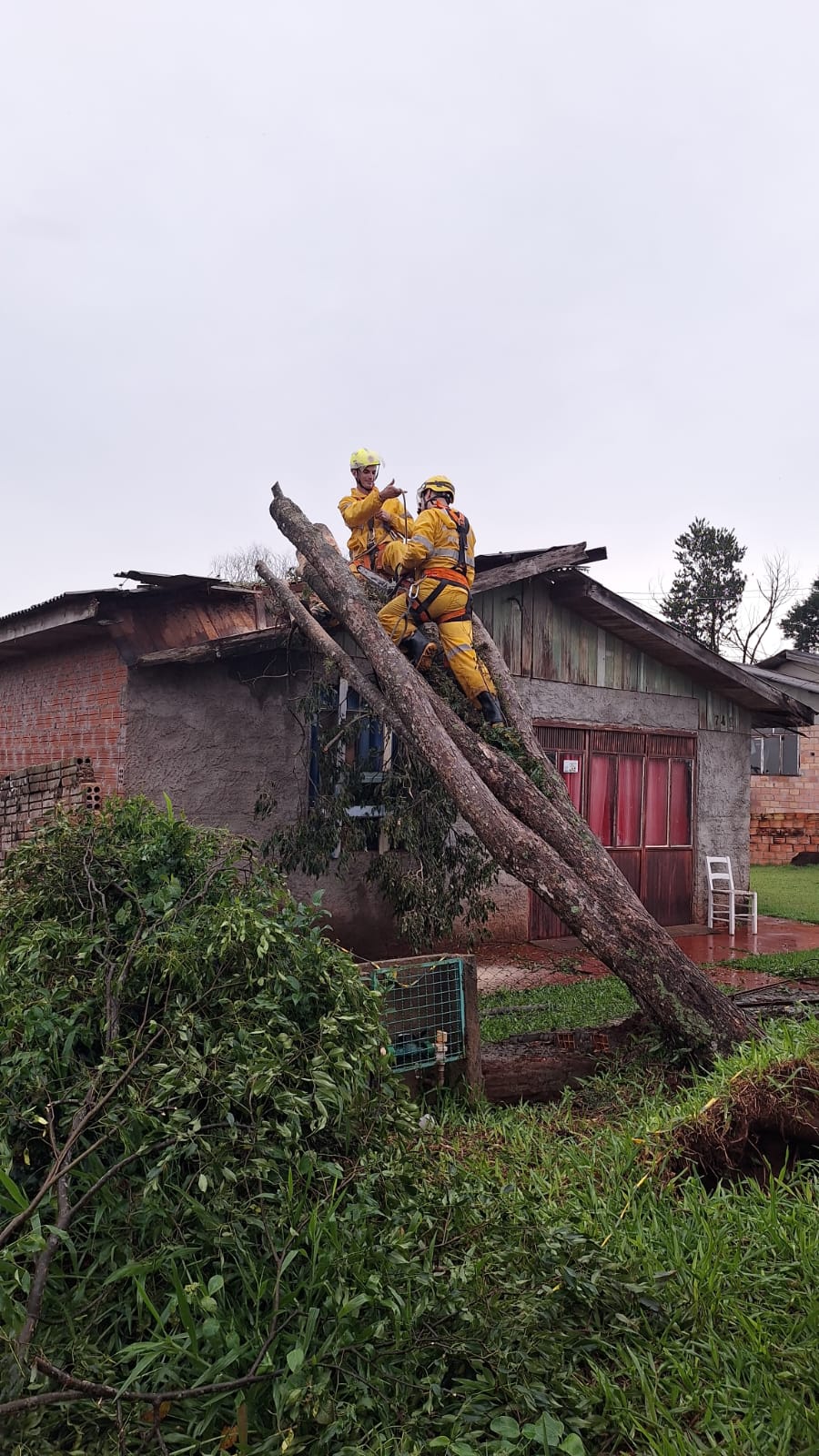 Bombeiros removem árvore que caiu em casa em São Domingos