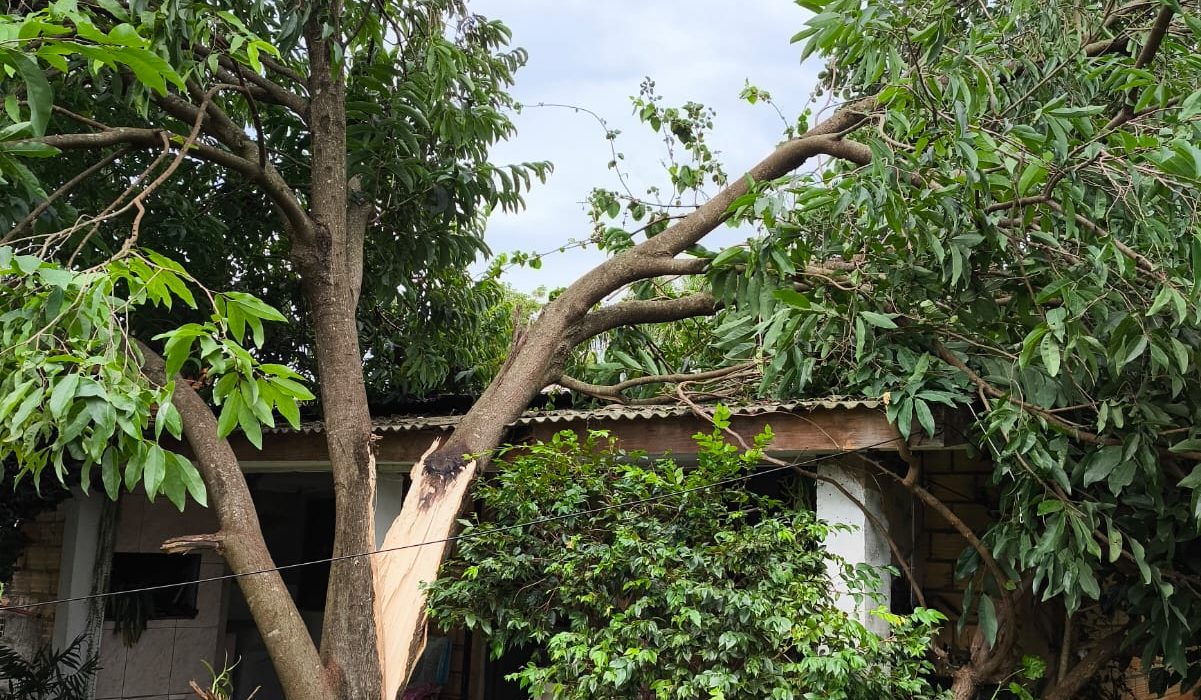 Árvore cai sobre casa em São Domingos