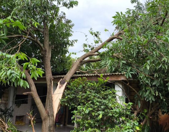 Árvore cai sobre casa em São Domingos