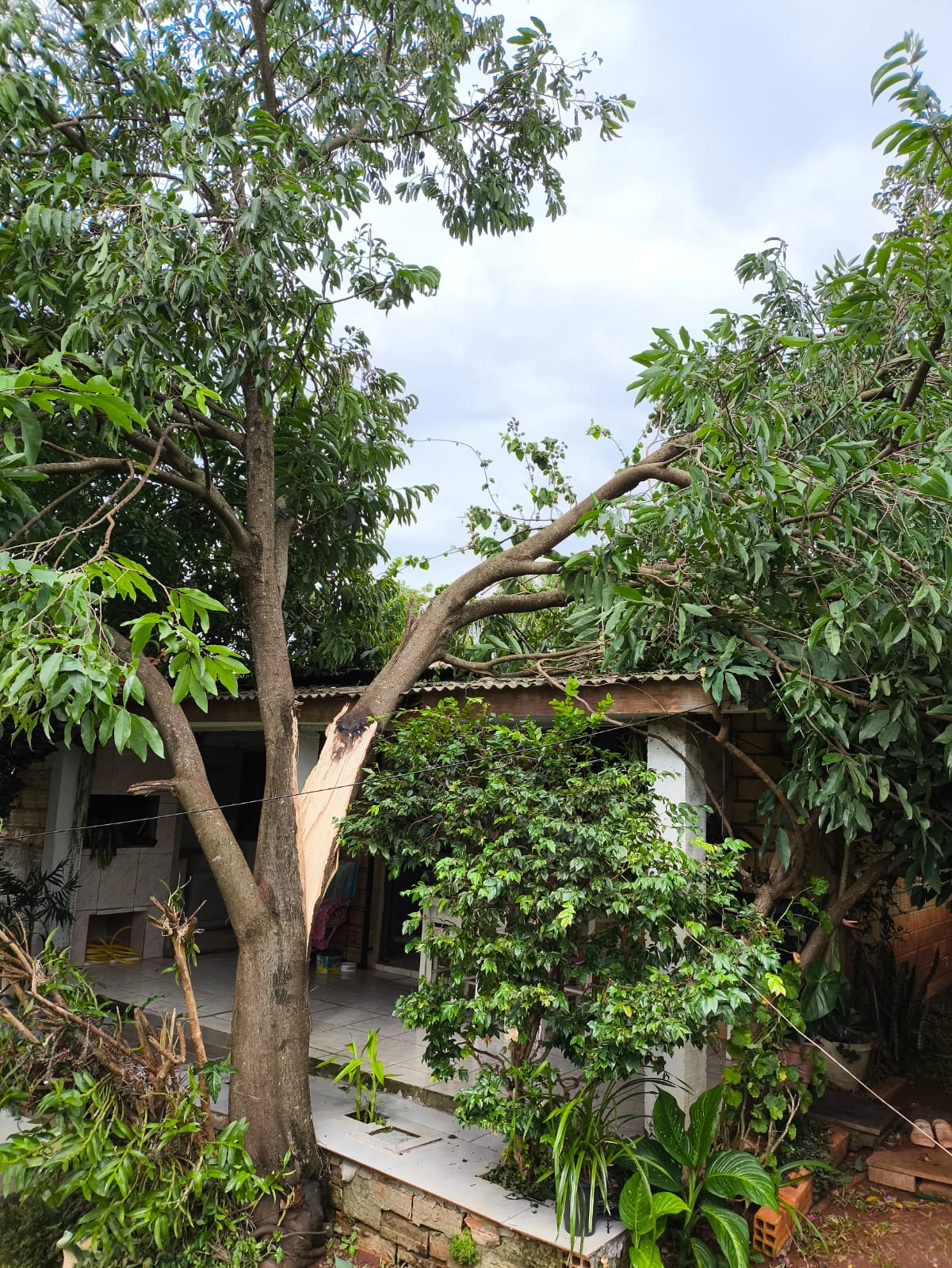 Árvore cai sobre casa em São Domingos