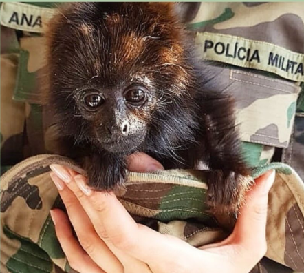 Foto Polícia Militar Ambiental Reprodução Redes Sociais