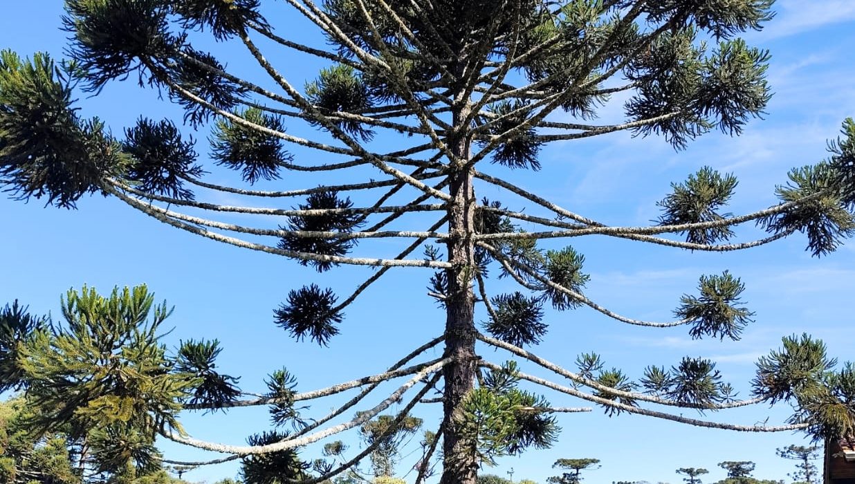 Fotos Prefeitura de São Domingos