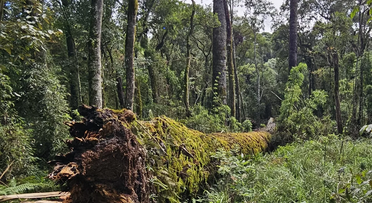 Árvore Gigante de SC tomba e cientistas correm para salvar árvore histórica - Foto Divulgação Katia Pichelli