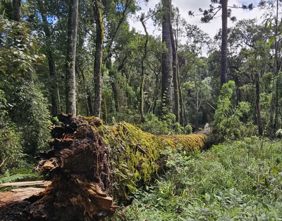 Árvore Gigante de SC tomba e cientistas correm para salvar árvore histórica - Foto Divulgação Katia Pichelli