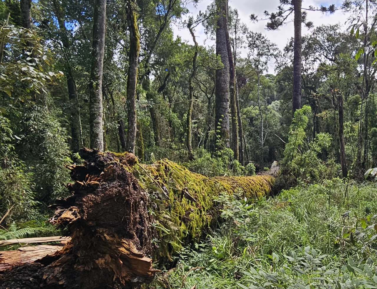 Árvore Gigante de SC tomba e cientistas correm para salvar árvore histórica - Foto Divulgação Katia Pichelli