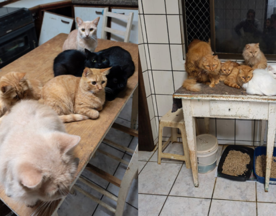 O Ministério Público requisitou instauração de inquérito policial e ingressou com pedido liminar de urgência para garantir a proteção dos animais - Foto Divulgação ClicRDC