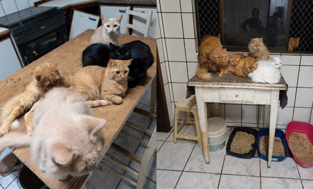 O Ministério Público requisitou instauração de inquérito policial e ingressou com pedido liminar de urgência para garantir a proteção dos animais - Foto Divulgação ClicRDC