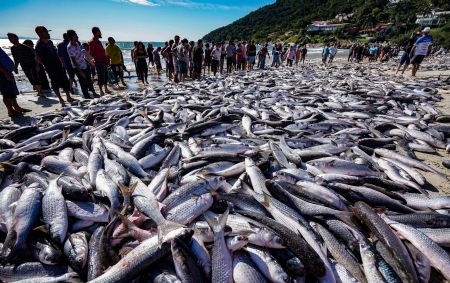 Pesca da tainha por arrasto é proibida em SC