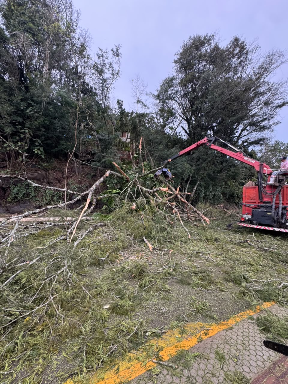 Árvore cai sobre rodovia e mobiliza bombeiros na SC-283 em Seara