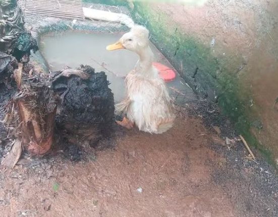 Espécies domésticas, silvestres e exóticas eram mantidas em situação precária - Fotos Ibama