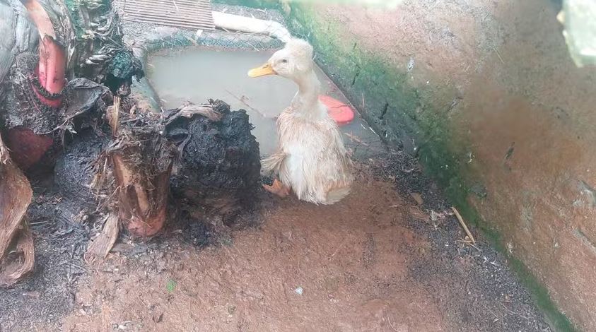 Espécies domésticas, silvestres e exóticas eram mantidas em situação precária - Fotos Ibama