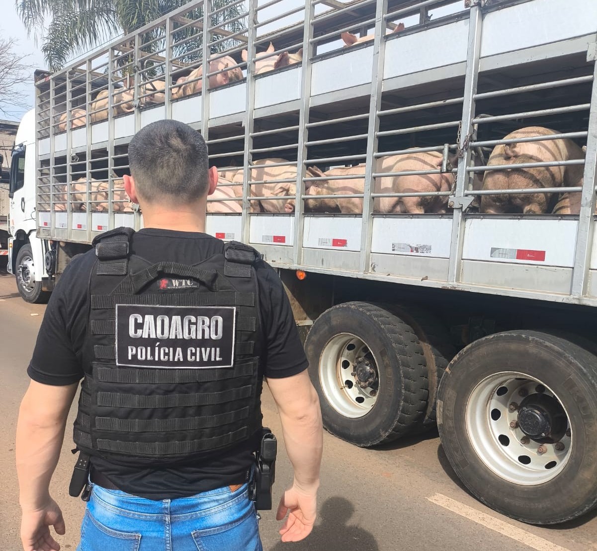Fiscalização do Caoagro, Cidasc e Polícia Civil em Palmitos e São Carlos - Fotos Polícia Civil
