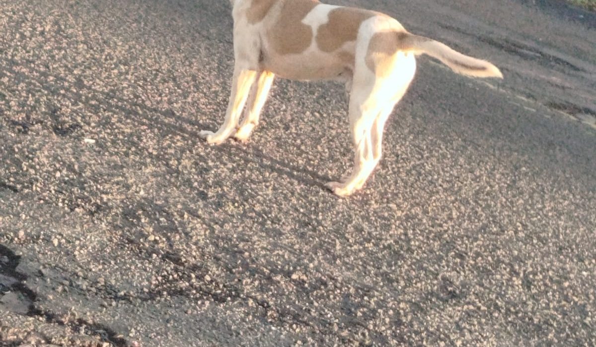 Moradores alertam para cachorro com comportamento agressivo em São Domingos