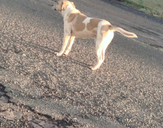 Moradores alertam para cachorro com comportamento agressivo em São Domingos