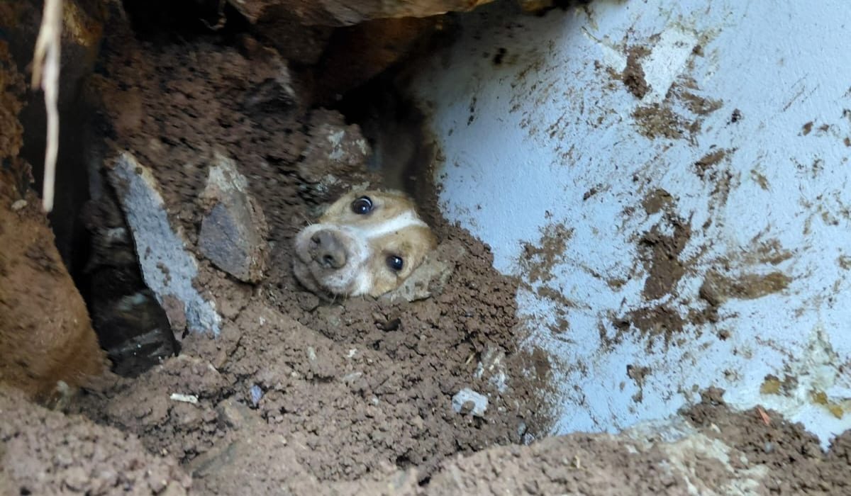 Cão ficou soterrado por quase 24 horas - Foto Corpo de Bombeiros