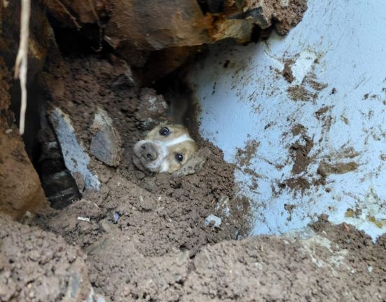 Cão ficou soterrado por quase 24 horas - Foto Corpo de Bombeiros