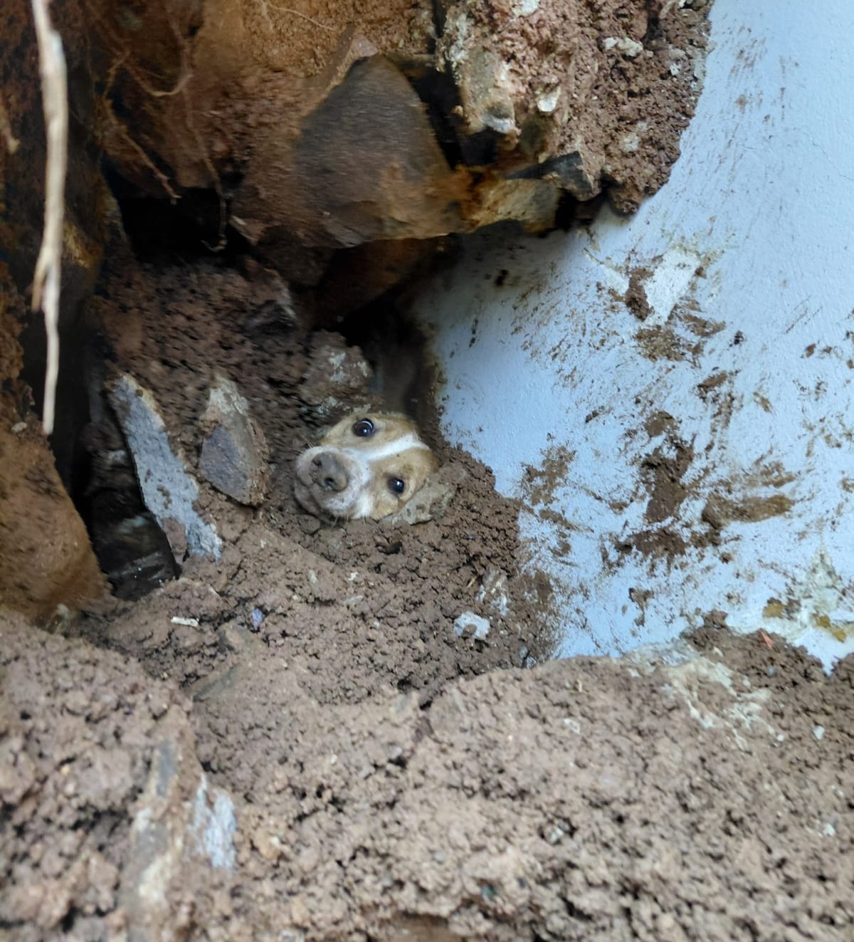 Cão ficou soterrado por quase 24 horas - Foto Corpo de Bombeiros