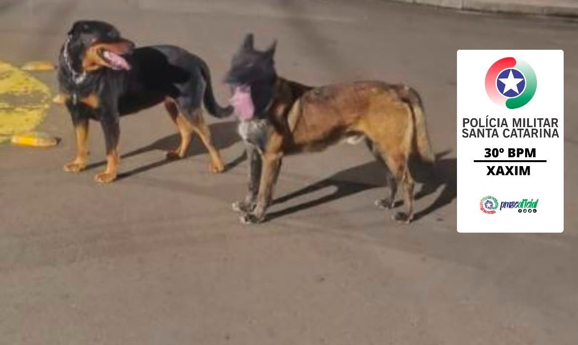 Cães soltos com comportamento agressivo mobilizam Polícia Militar em Xaxim