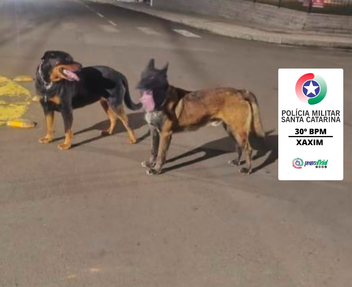 Cães soltos com comportamento agressivo mobilizam Polícia Militar em Xaxim