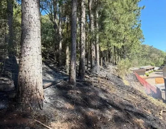 Bombeiros construíram cerca de 270 metros de aceiro para conter incêndio em área de reflorestamento na Linha Bela Vista. - Foto Reprodução CBM