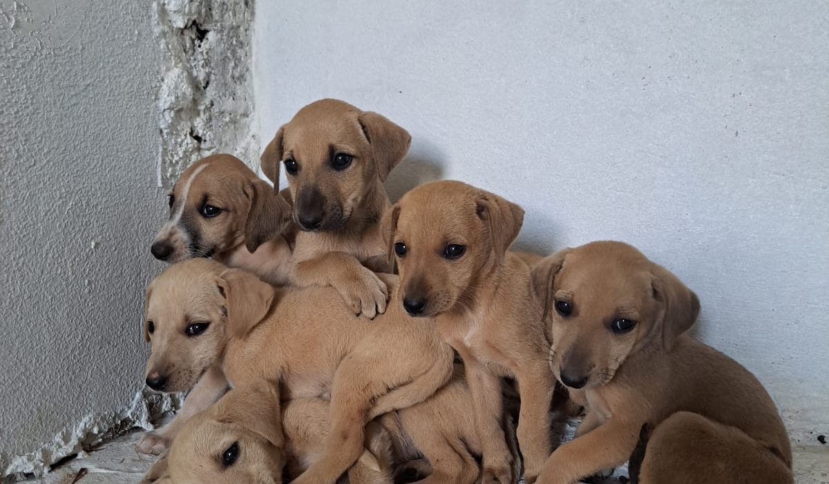 Filhotes abandonados no Parque das Araucárias precisam de um novo lar